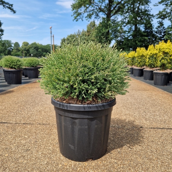 Thuja Occidentalis Mr Bowling Ball