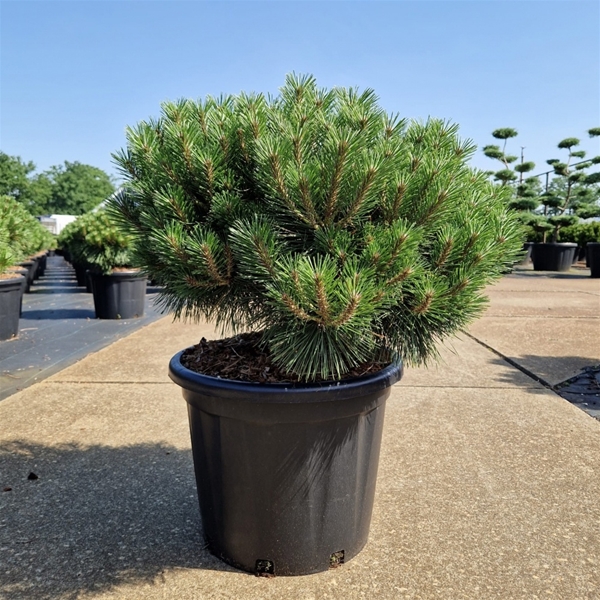 Pinus Nigra Brepo