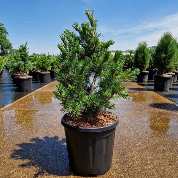 Pinus Parviflora Negishi