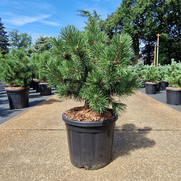 Pinus Uncinata La Cabana