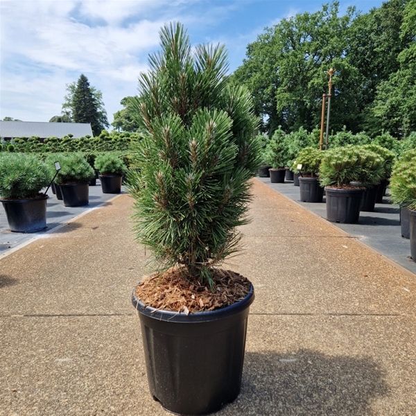 Pinus Nigra Richard