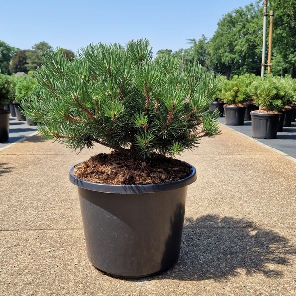 Pinus Mugo Laurin