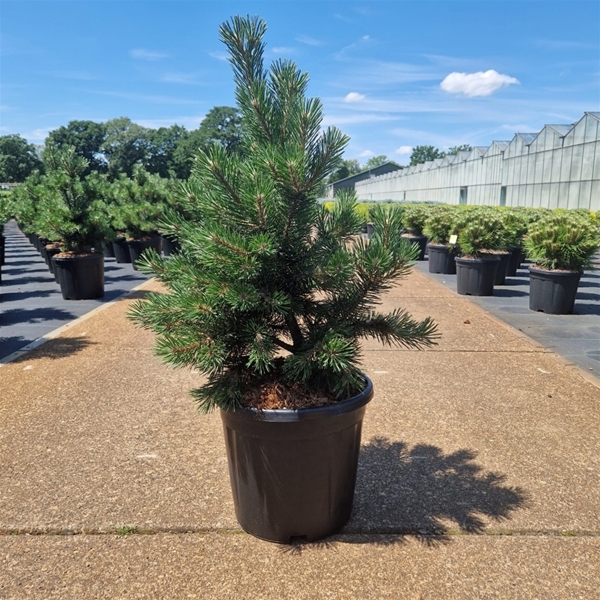 Pinus Mugo Gnom