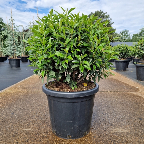 Prunus Lusitanica Angustifolia