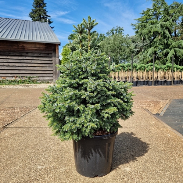 Picea Omorika Nana