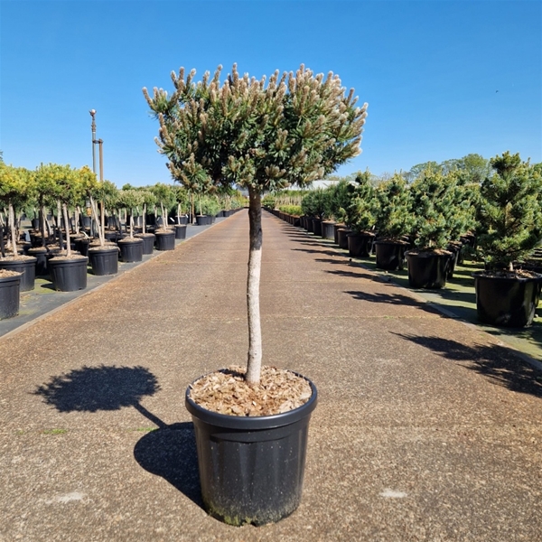 Pinus Mugo Klostergrün 40cm Stam
