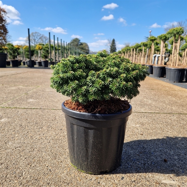 Abies Koreana Brillant