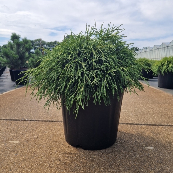 Chamaecyparis Pisifera Sungold