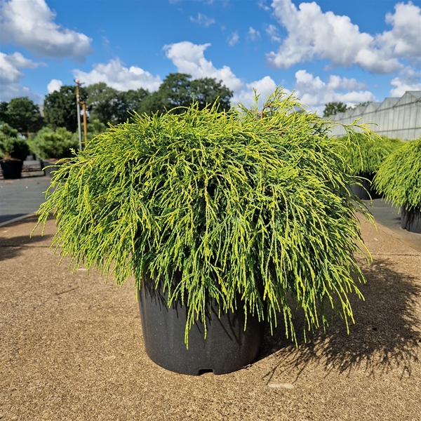 Chamaecyparis Pisifera Sungold