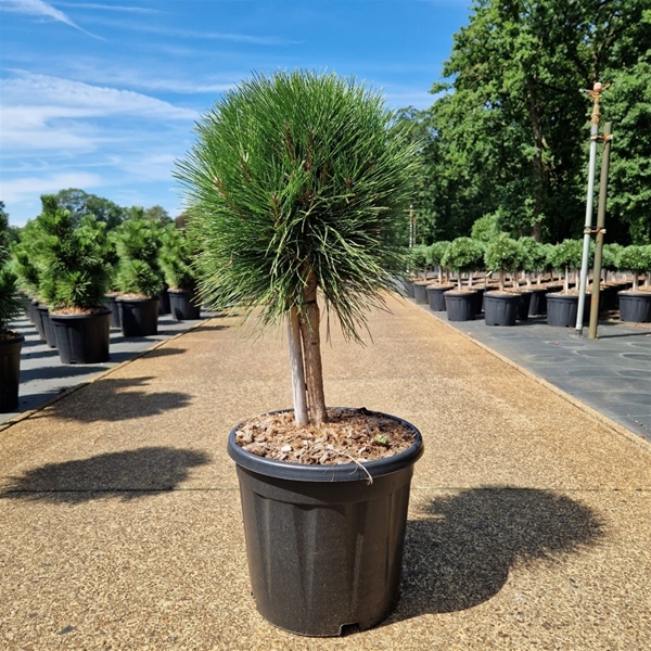 Pinus Nigra Summer Breeze 20cm Stam