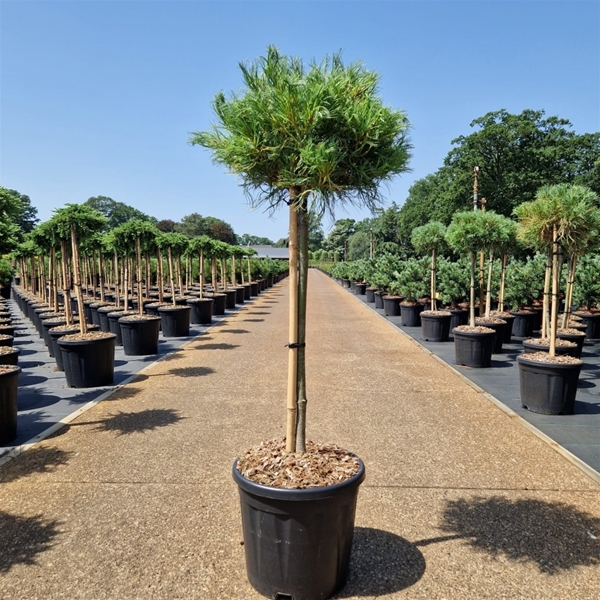 Pinus Strobus Squiggles 50cm Stam