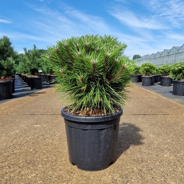Pinus Nigra Marie Bregeon
