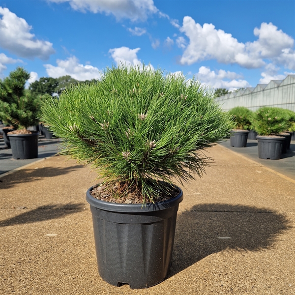 Pinus Nigra Marie Bregeon