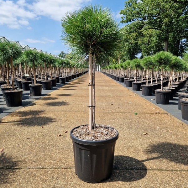 Pinus Nigra Marie Bregeon 40cm Stam