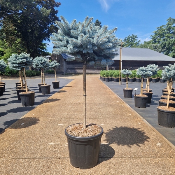 Picea Pungens Glauca Globosa 60cm Stam
