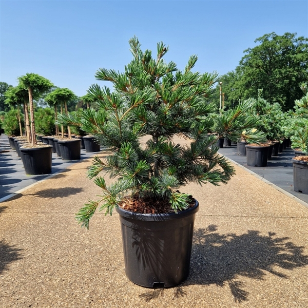 Pinus Parviflora Negishi