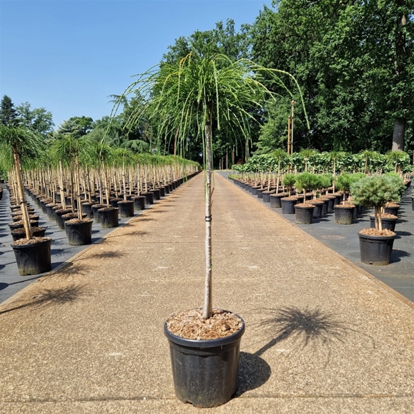 Thuja Plicata Whipcord 60cm Stam