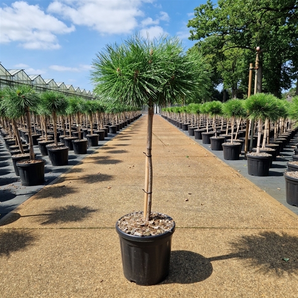 Pinus Nigra Brepo 50cm Stam
