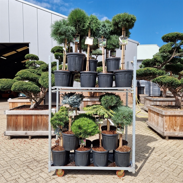 Mix CC 320 Kings Garden Collection
