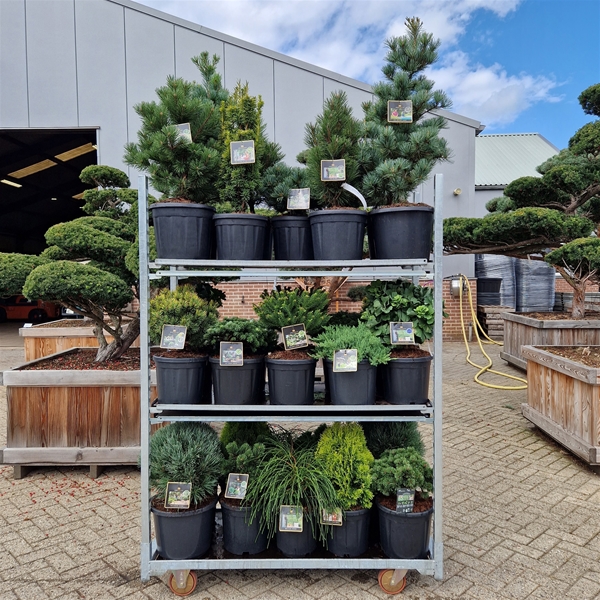 Mix CC 321 Kings Garden Collection