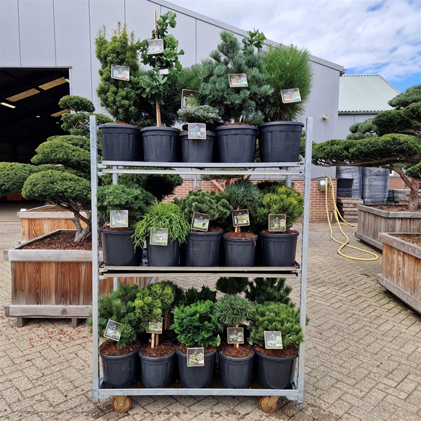 Mix CC 325 Kings Garden Collection
