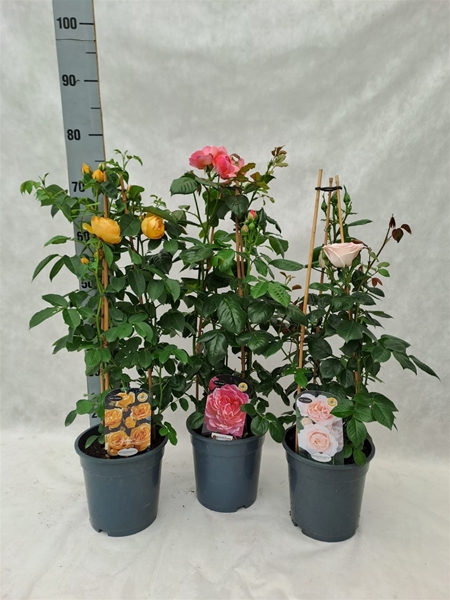 Rosa Grossblutig Pyramide Mixlage