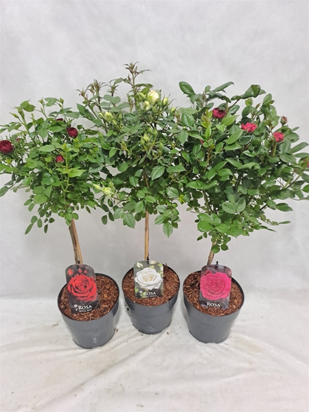 Rosa Stam 40cm Mixlage