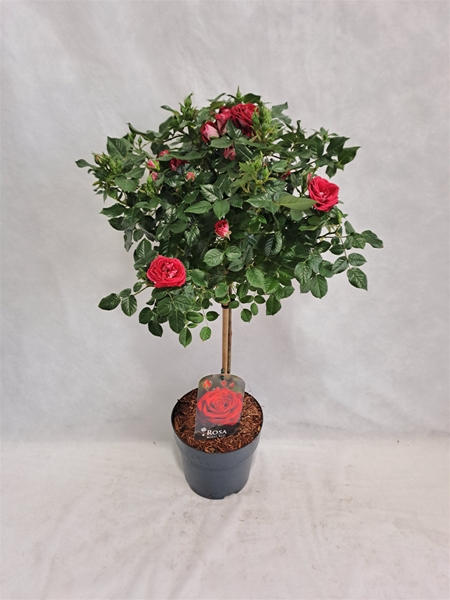 Rosa Stam 40cm Rot