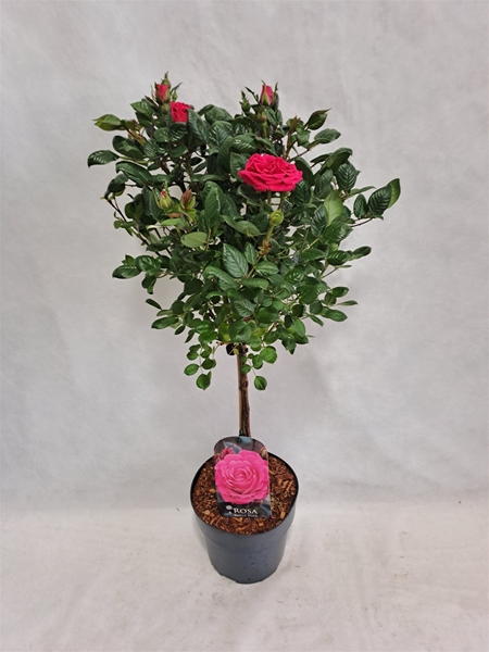 Rosa Stam 40cm Pink
