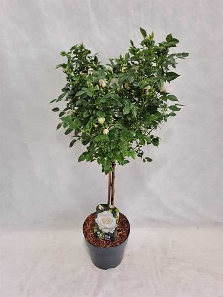 Rosa Stam 40cm Weiss