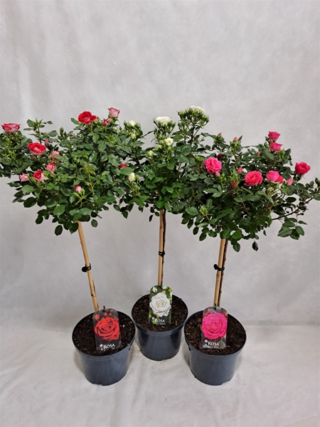 Rosa Stam 55cm Mixlage