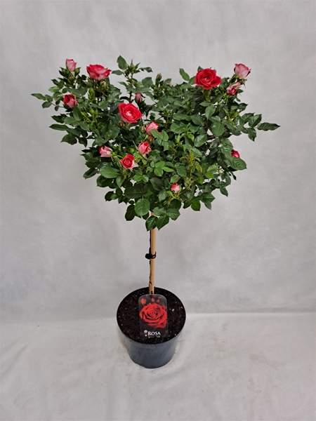 Rosa Stam 55cm Rot