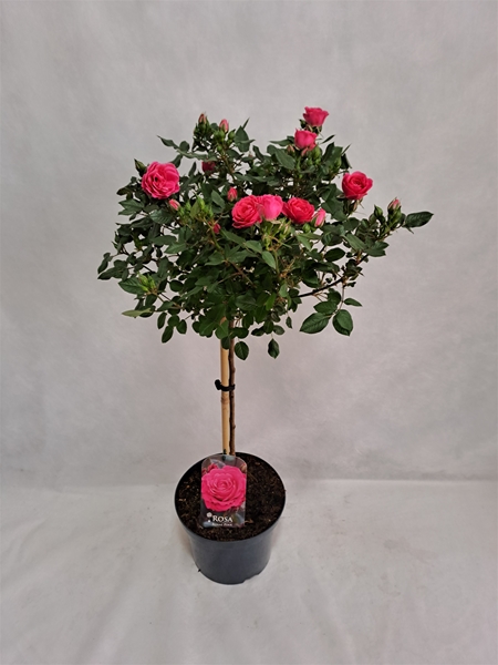 Rosa Stam 55cm Pink