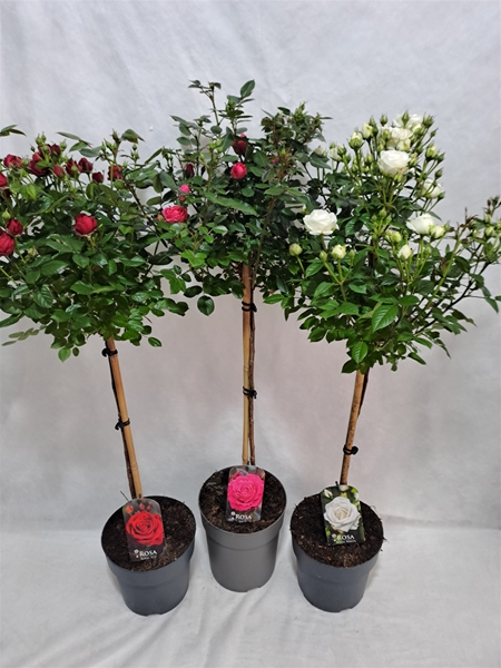 Rosa Stam 65cm Mixlage