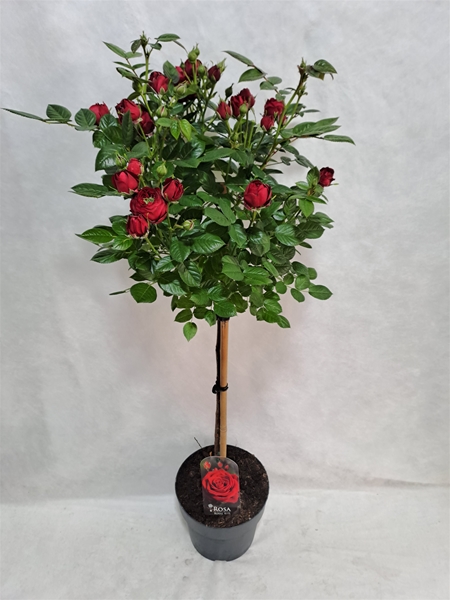Rosa Stam 65cm Rot