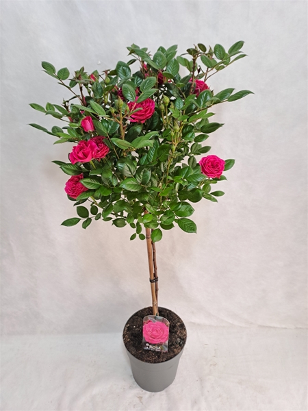 Rosa Stam 65cm Pink