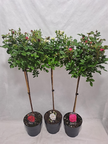 Rosa Stam 80cm Mixlage