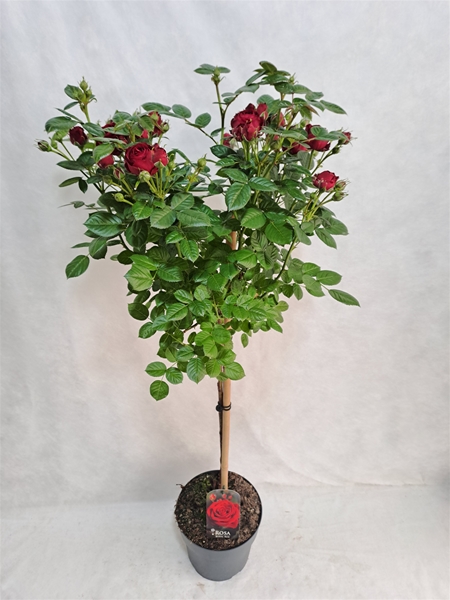 Rosa Stam 80cm Rot