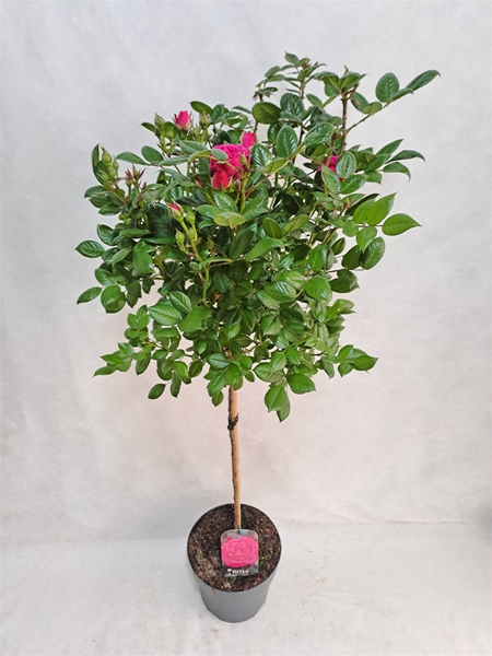 Rosa Stam 80cm Pink