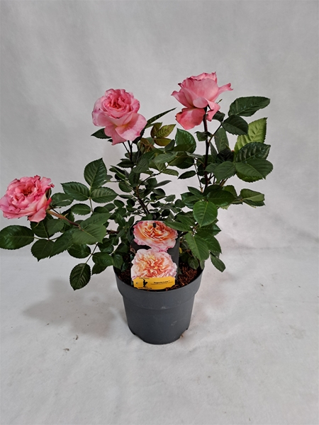 Rosa Duft Augusta Louise Bush