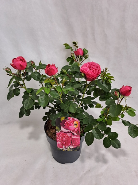 Rosa Duft Leonardo Da Vinci Bush