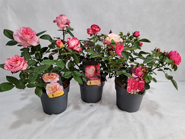 Rosa Duft Bush Mixlage