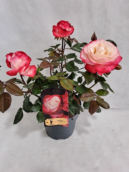 Rosa Duft Nostalgie Bush