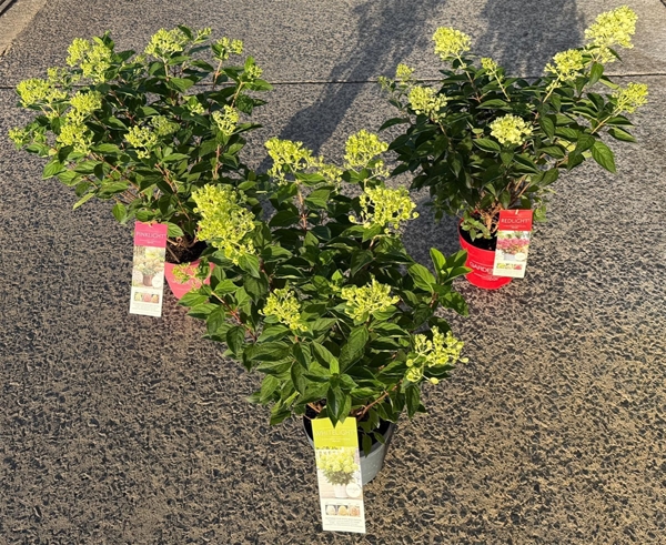 Hydrangea Paniculata Granden Light Mixlage