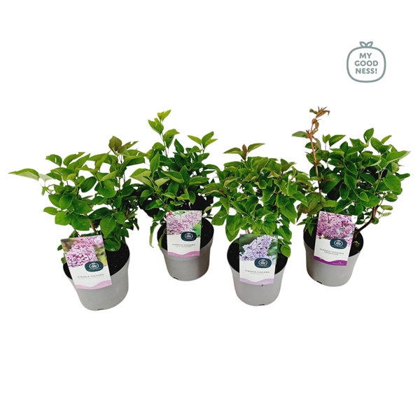 Syringa Vulgaris Mixlage