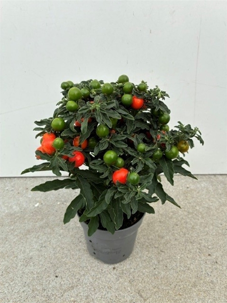 Solanum pseudocapsicum thorino