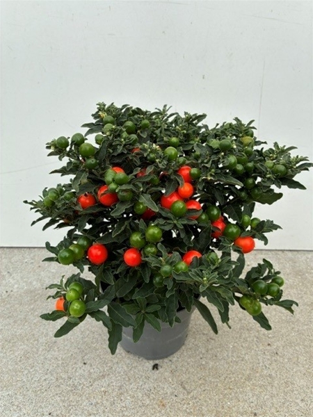 Solanum pseudocapsicum thorino