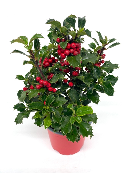 Ilex Meserveae Blue Angel
