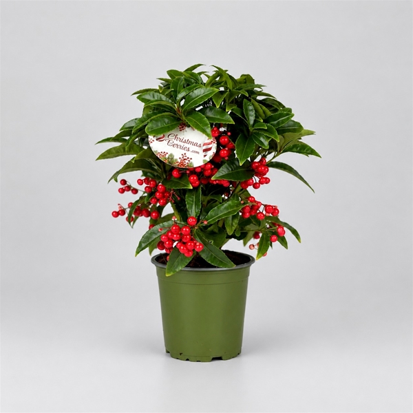 Ardisia Crenata Jingle Berries Red
