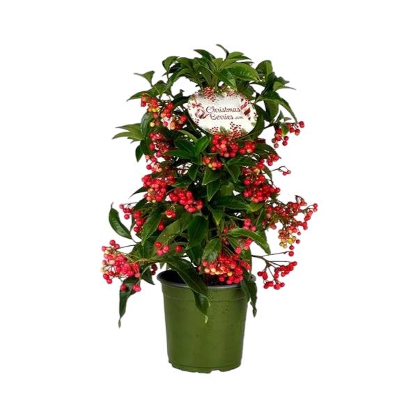 Ardisia Crenata Premium Rot